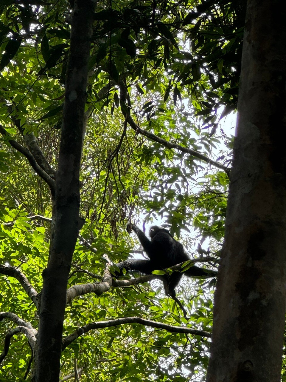Indonesien - Kabupaten Aceh Tenggara - Schwarzer Gibbon