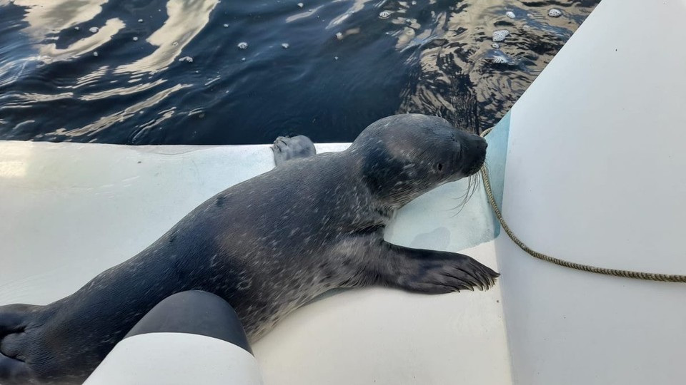 Ireland - Glengarriff - Henri and Pasquale later sent us photos in which it can be seen just how young the pup is; it still has the umbilical cord attached. I also heard from Ireland Seal Rescue to say the seal was on its way to Wexford - very fragile, but hopefully going to be OK.