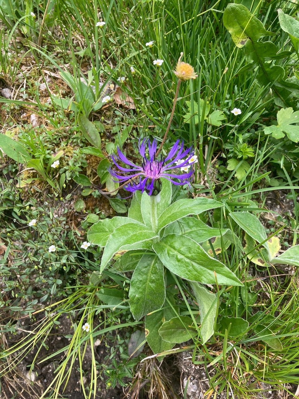 Italien - Rodeneck - Berg Flockenblume