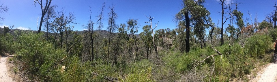 Australia - Big Desert - Once again the trees look as if they have been burned off...