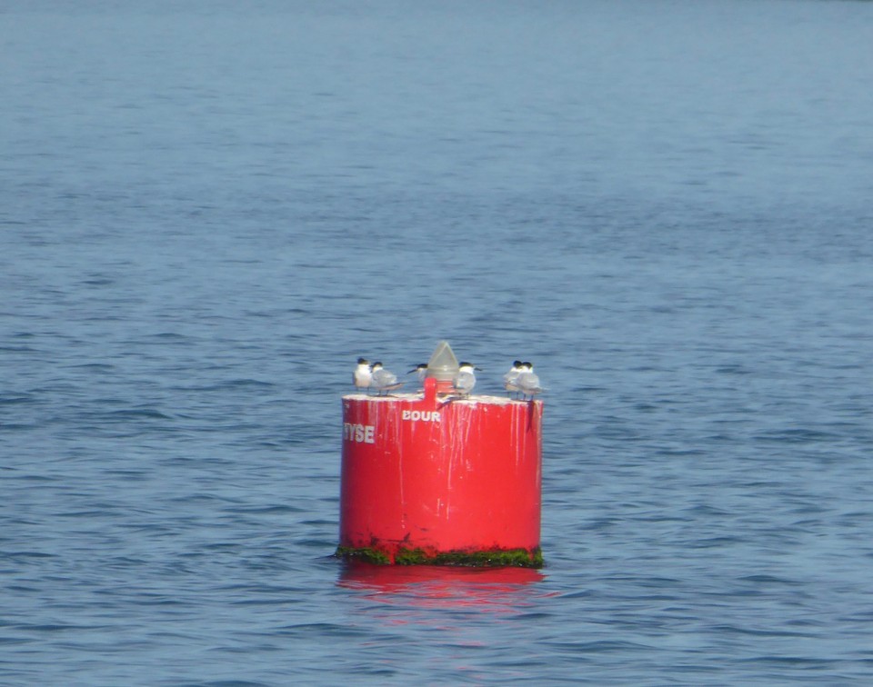 Ireland -  - Black headed gulls using a port buoy to rest.