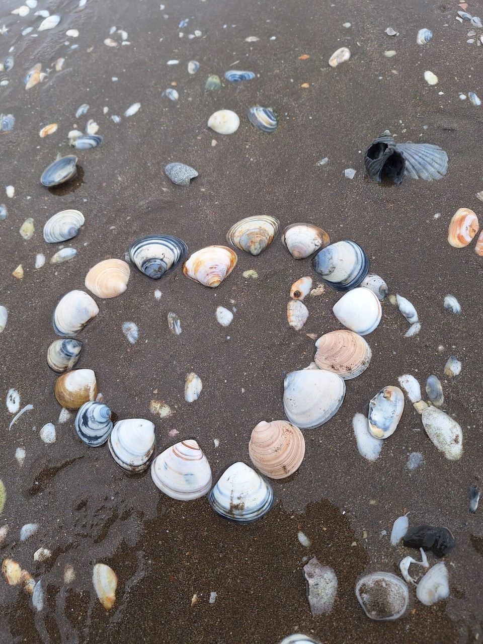 Neuseeland - Whitianga - So viele Muscheln am langen Strand von Baffalo Beach