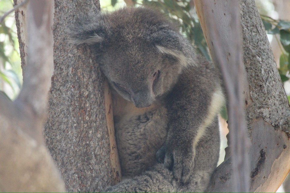 Australien - Yanchep - Erste Station war der Yancheb-Nationalpark, wo wir von einigen Koalas empfangen wurden.