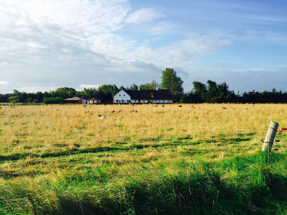 Dänemark - Svendborg - Schafe