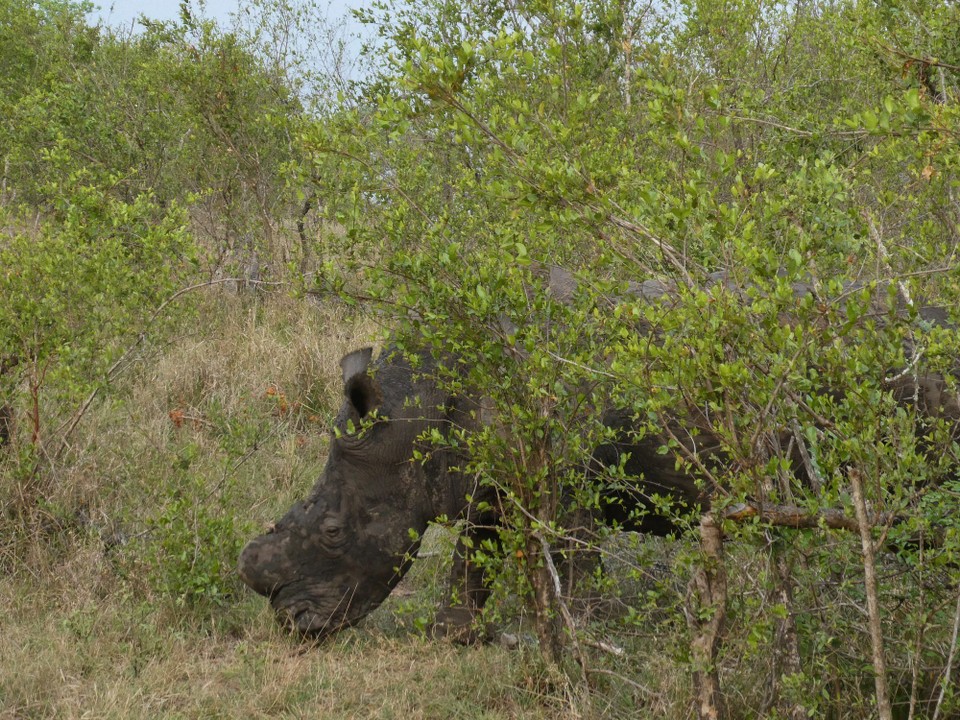 Südafrika - Kruger-Nationalpark - 