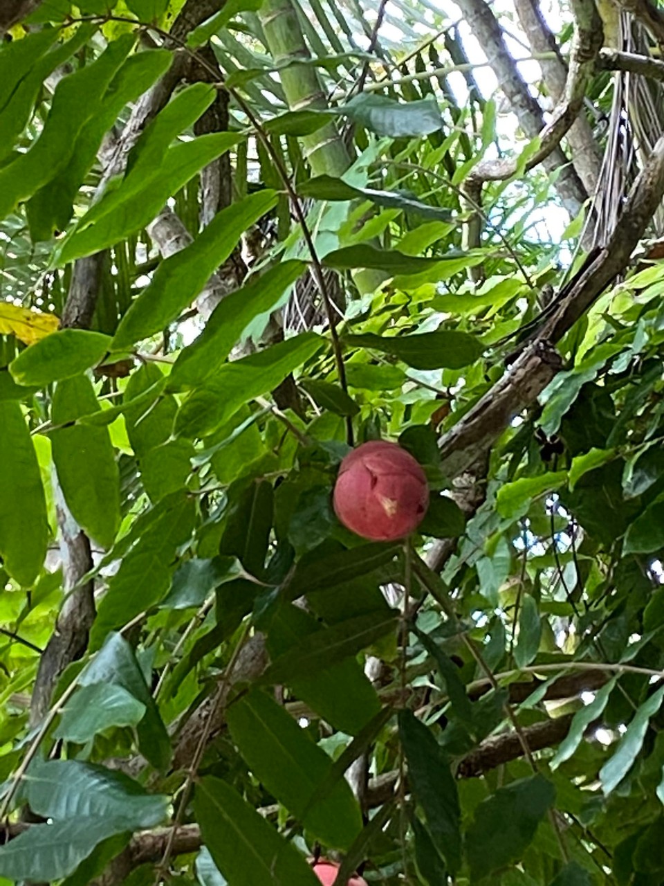 Mauritius -  - Rose de Venezuela