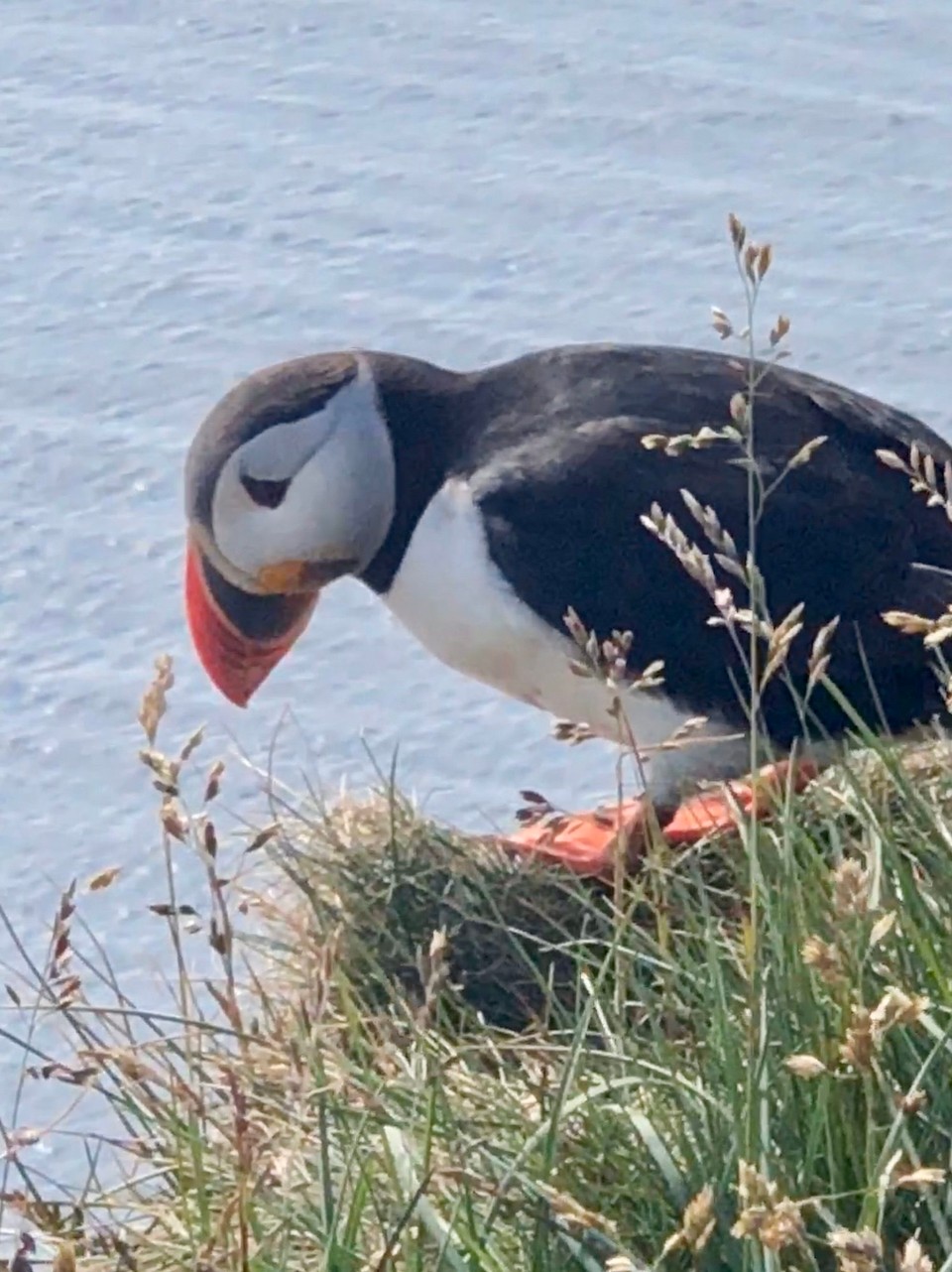 Island -  - Also ich muss da unbedingt noch einmal mit anständiger Ausrüstung hin! Für Afrika hat Tani mir ihre mega tolle Kamera ausgeliehen. Mit tollem Zoom. Ich darf mir nun gar nicht vorstellen, wie gut diese Bilder hier eigentlich hätten werden können😂😂