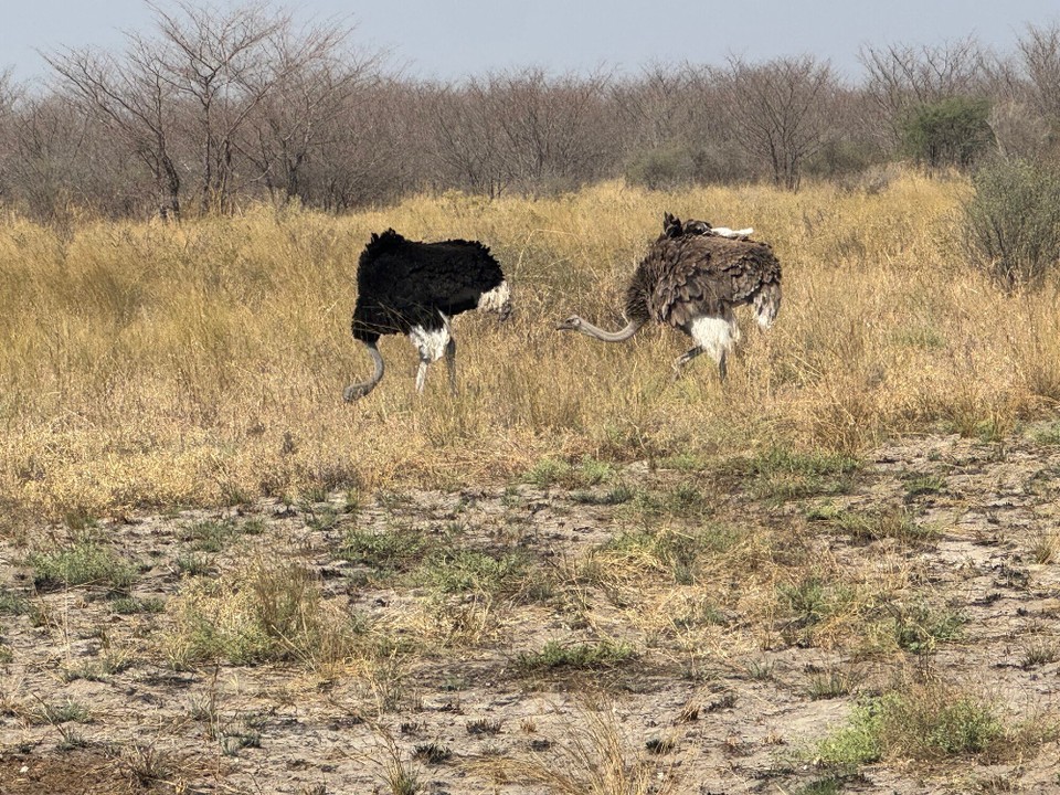 Botsuana -  - Tiere haben wir natürlich auch gesehen.