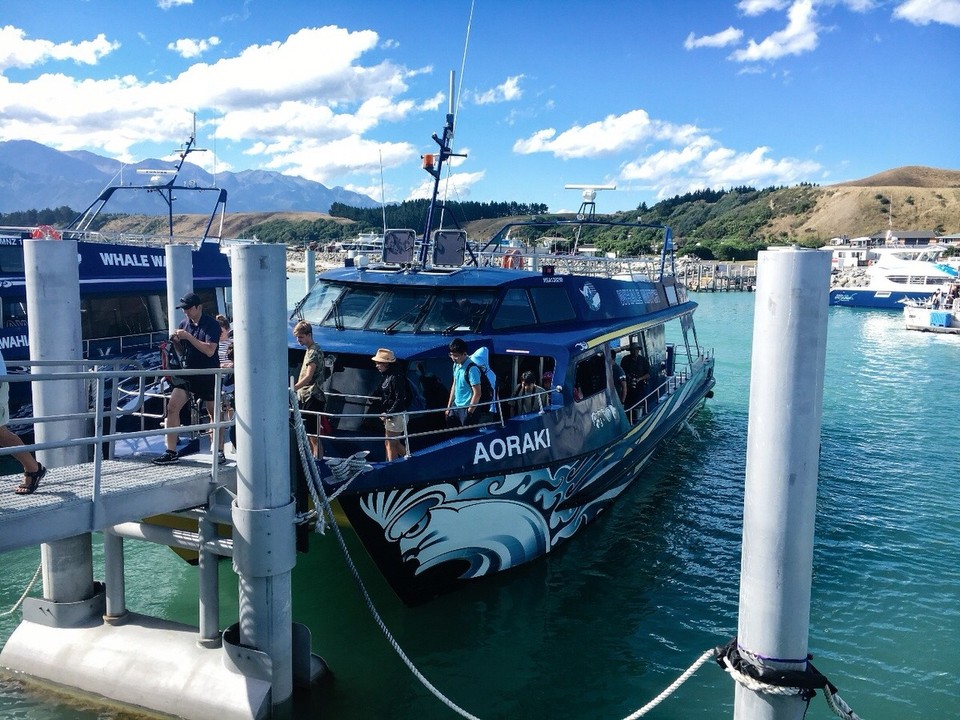 Neuseeland - Kaikoura Peninsula - Whale watching tour 😍