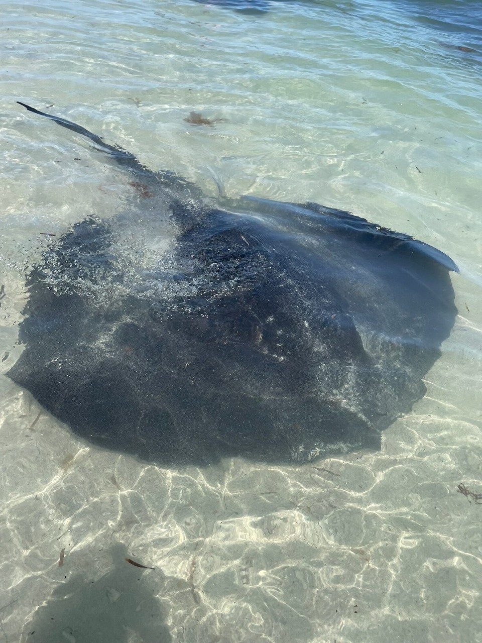 Australien - Hamelin Bay - Bekannt für seine Stachelrochen, die bis an das Ufer geschwommen kommen.
