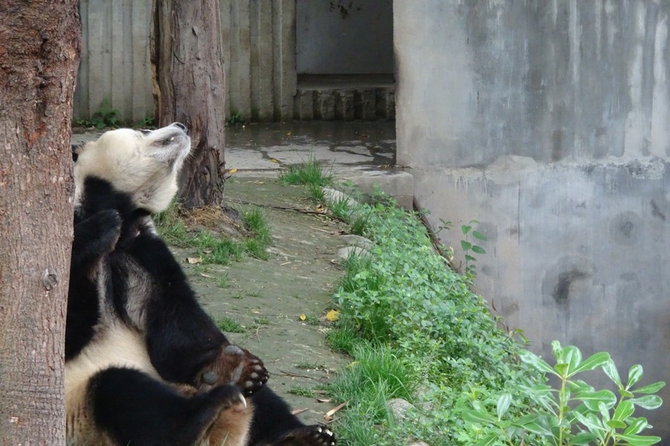 China - Chengdu - 