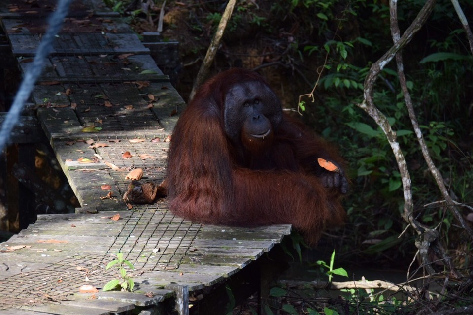 Malaysia - Kuching - 
