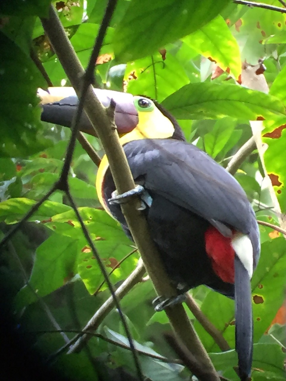 Costa Rica - Osa - 