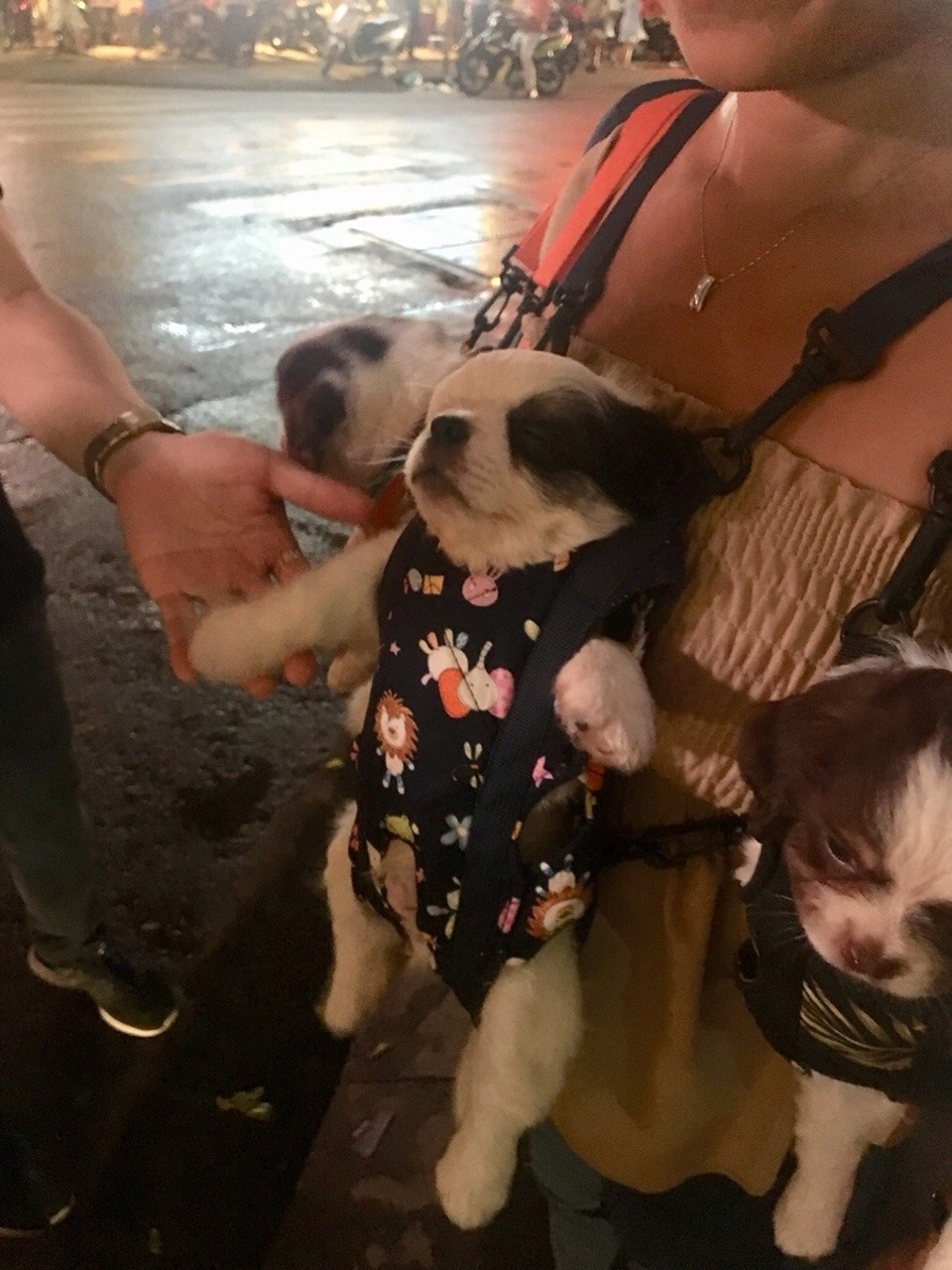 Vietnam - Ho-Chi-Minh Stadt - 🐶