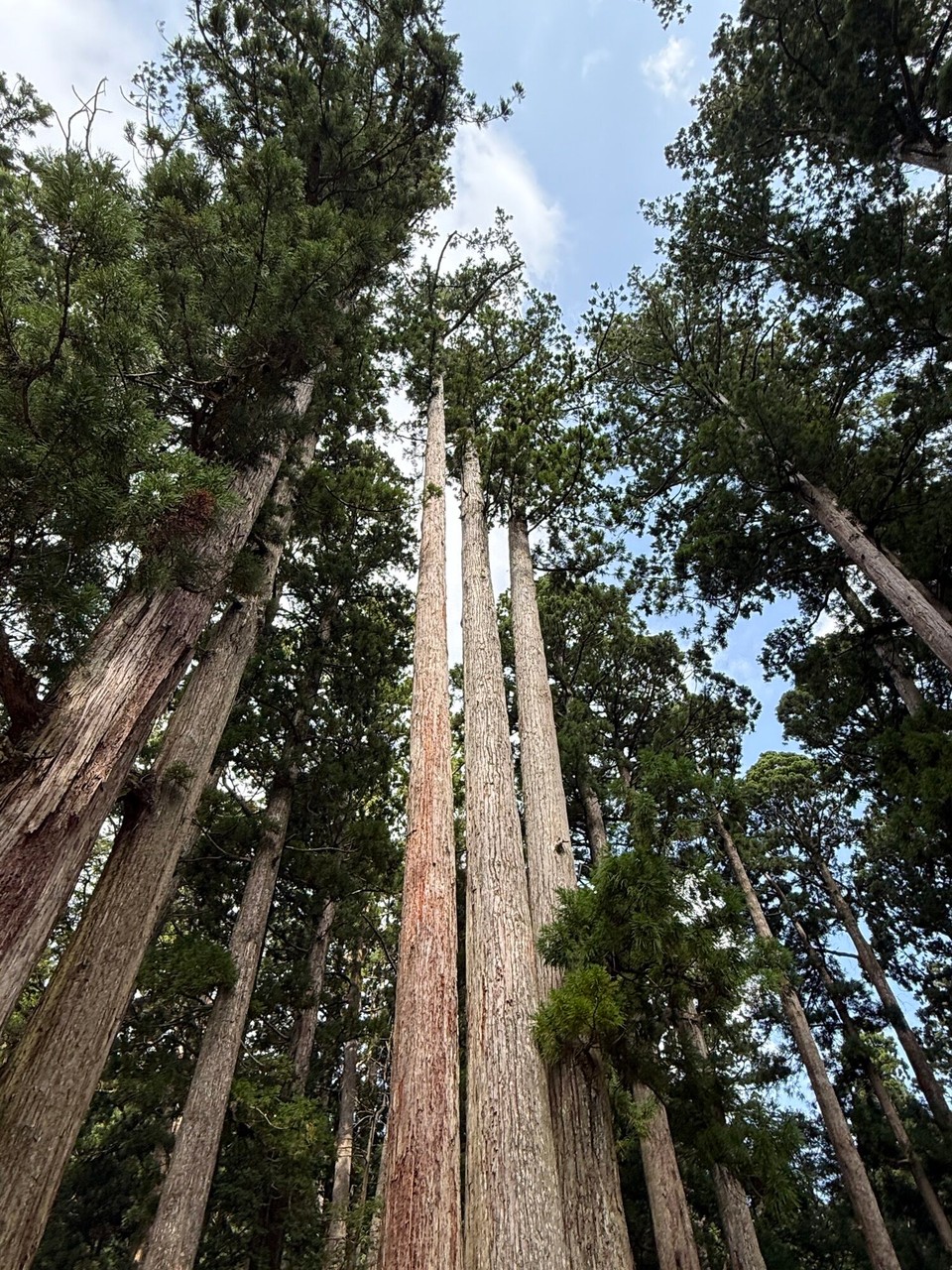 Japan - Tanabe - Alte Zedernbäume
