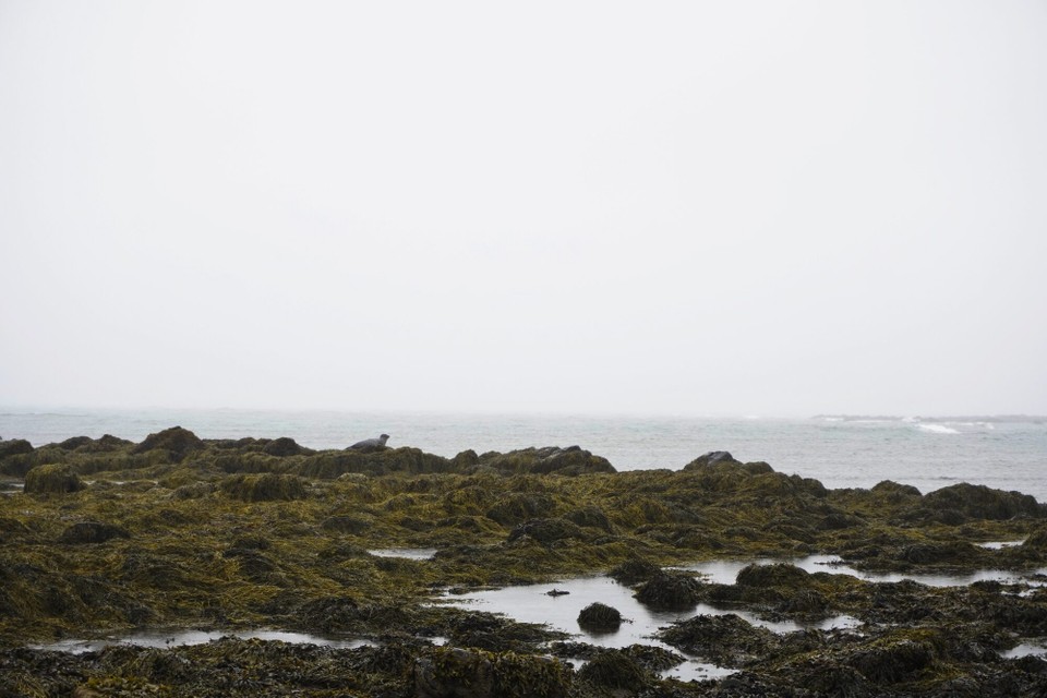 Island - Snæfellsnes - d'Robbe hend su nid so Lust gha sich bi dem Wetter z'zeige..