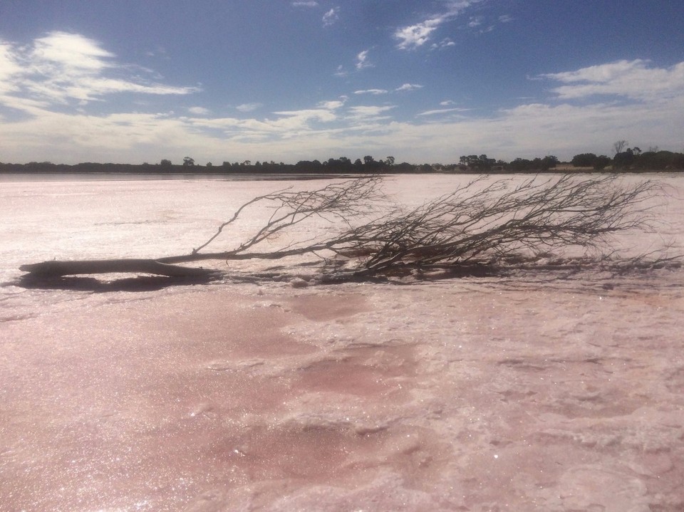 Australia - Big Desert - How this tree got here, I have no idea.