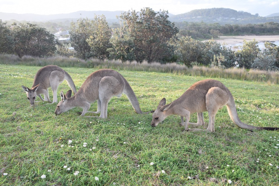 Australien - Coffs Harbour City - 