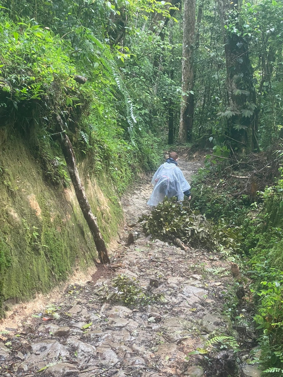 Costa Rica - Puerto Limón - … gestürmt hat es auch ordentlich (der Baum ist direkt vor uns abgestürzt - ein bisschen Glück muss man bei dem Wetter haben 🌳)