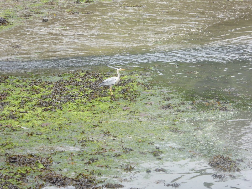 Ireland - Glandore - A heron enjoying the mud.