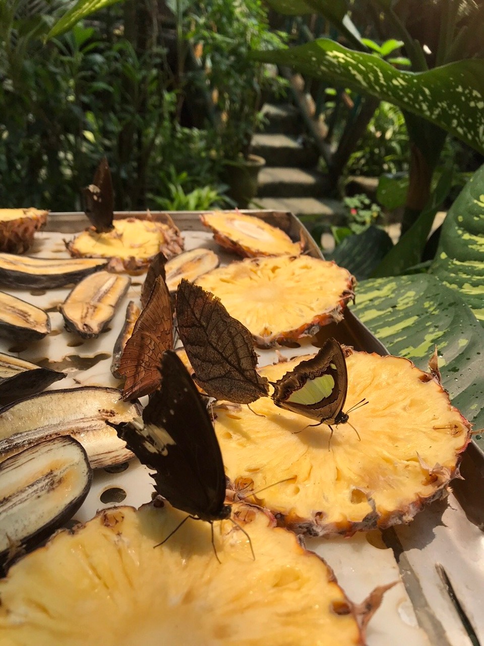 Malaysia - Kuala Lumpur - So I’m not the only pineapple lover
