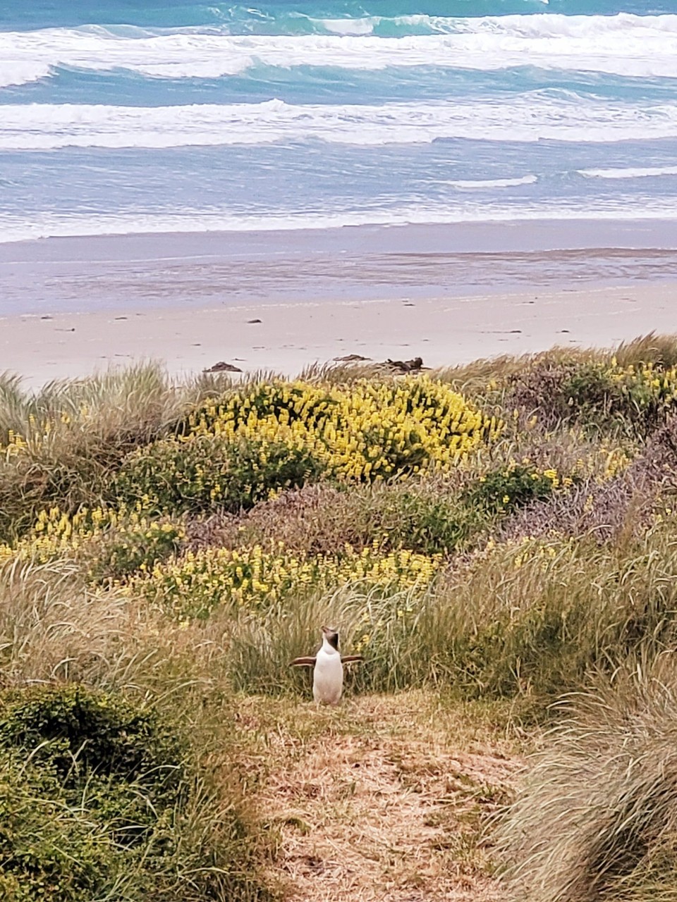 Neuseeland - Otago Peninsula - 