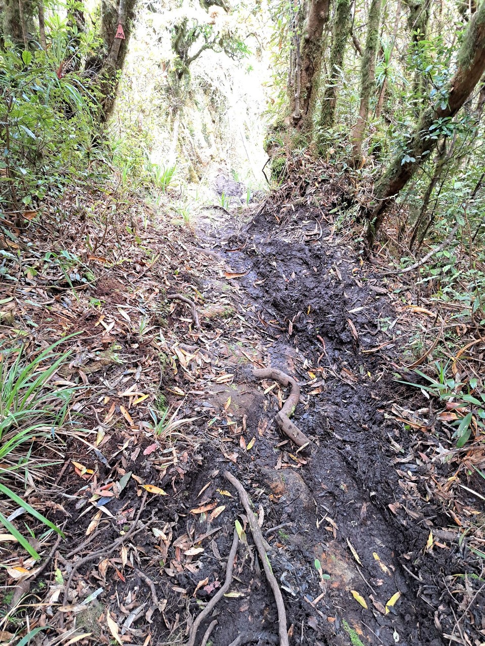 Neuseeland - Puketotara - schon nach kurzer Zeit wieder auf matschigem Weg 