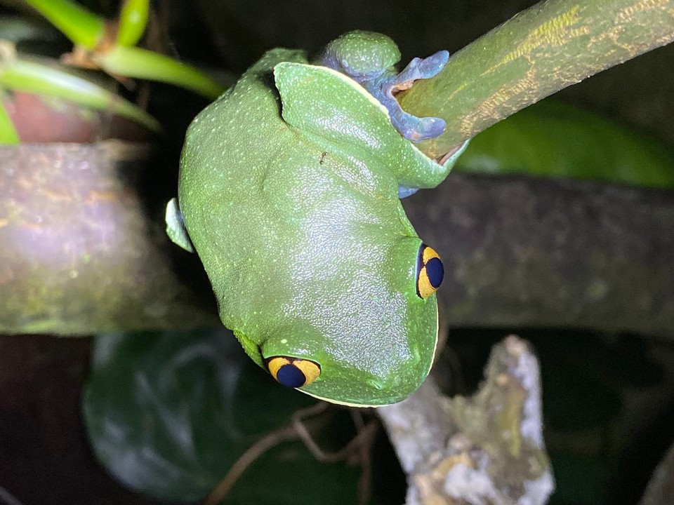 Costa Rica - San Ramón - 
