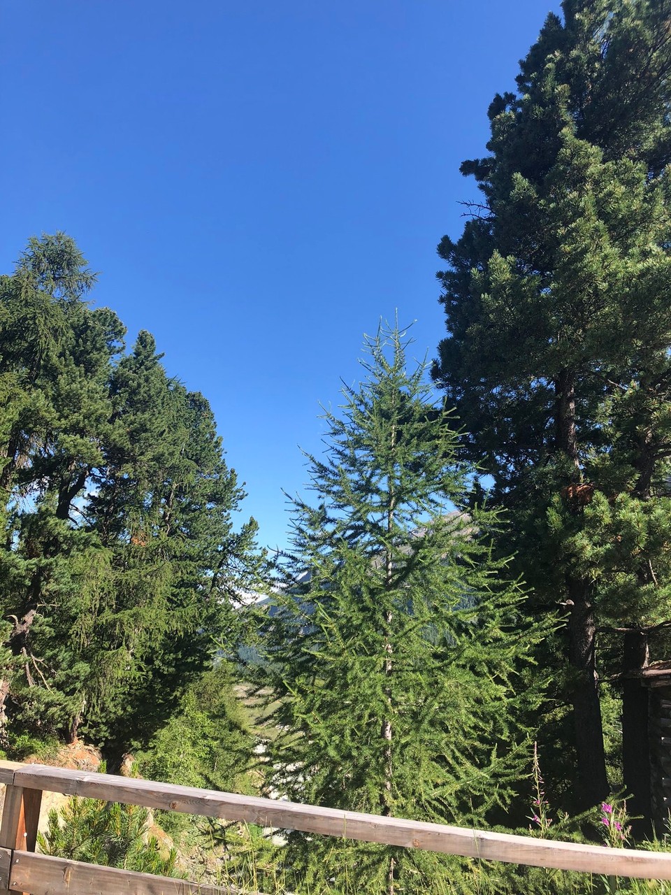 Schweiz - Pontresina - 1,5 km Waldweg ums Hotel