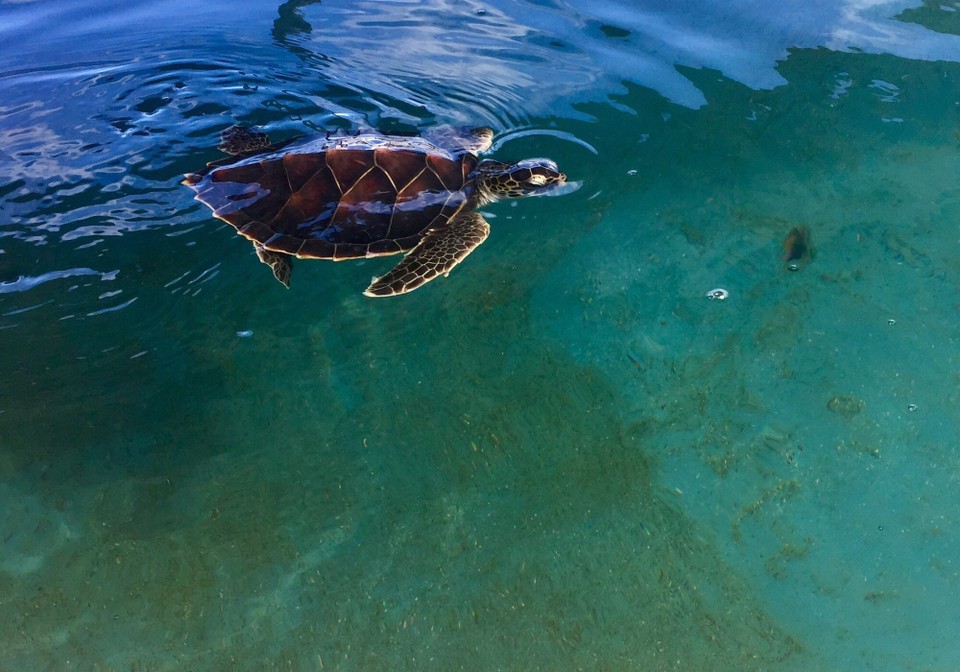Brasilien - Camaçari - Kleine Schildkröten Tamara Dorschungsstation