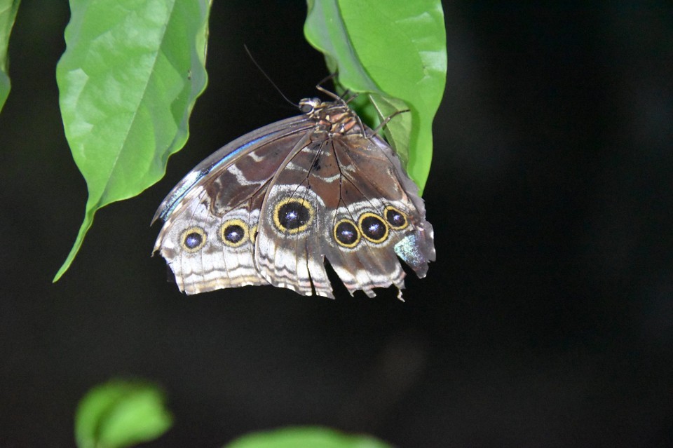 Costa Rica - La Fortuna - Natürlich gab es auch Schmetterlinge zu sehen.