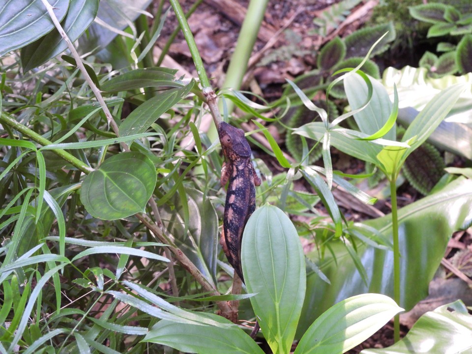 Schweiz - Zürich - Dieses kleine Chamäleon-Weibchen ist zwischen den Ästen fast nicht zu entdecken