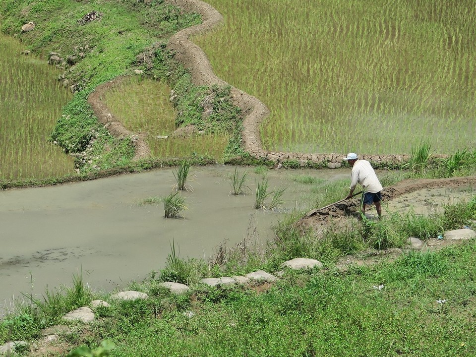 Philippines - Banaue - Travailleurs dans les rizieres