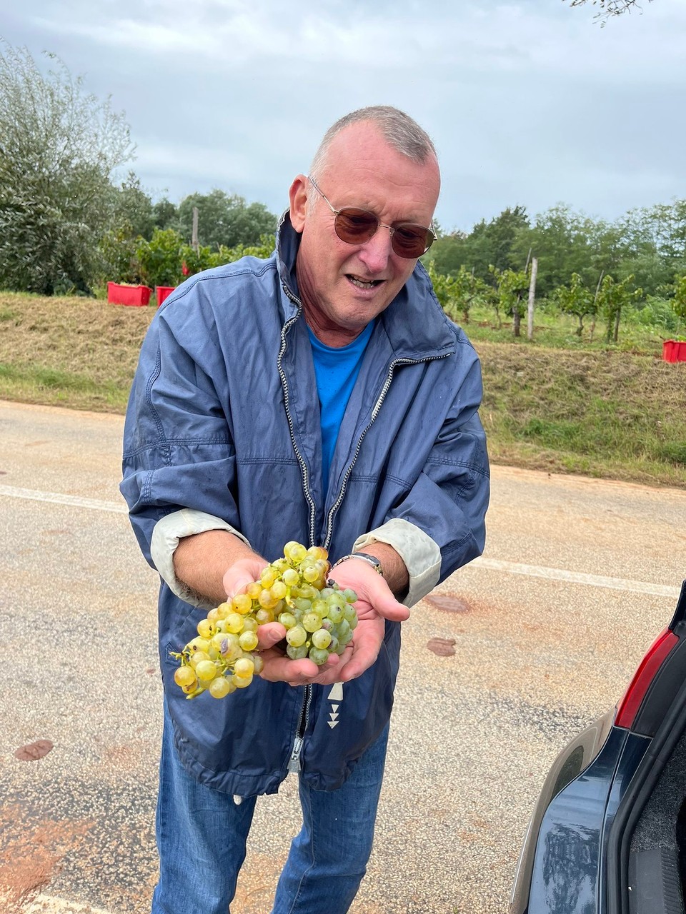 Kroatien - Grožnjan - Trauben zum Test, daraus wird Wein, sind sehr süß und locker