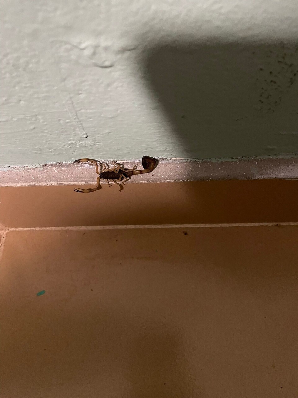 Panama - David - Unser Besucher in der Nacht 🦂.