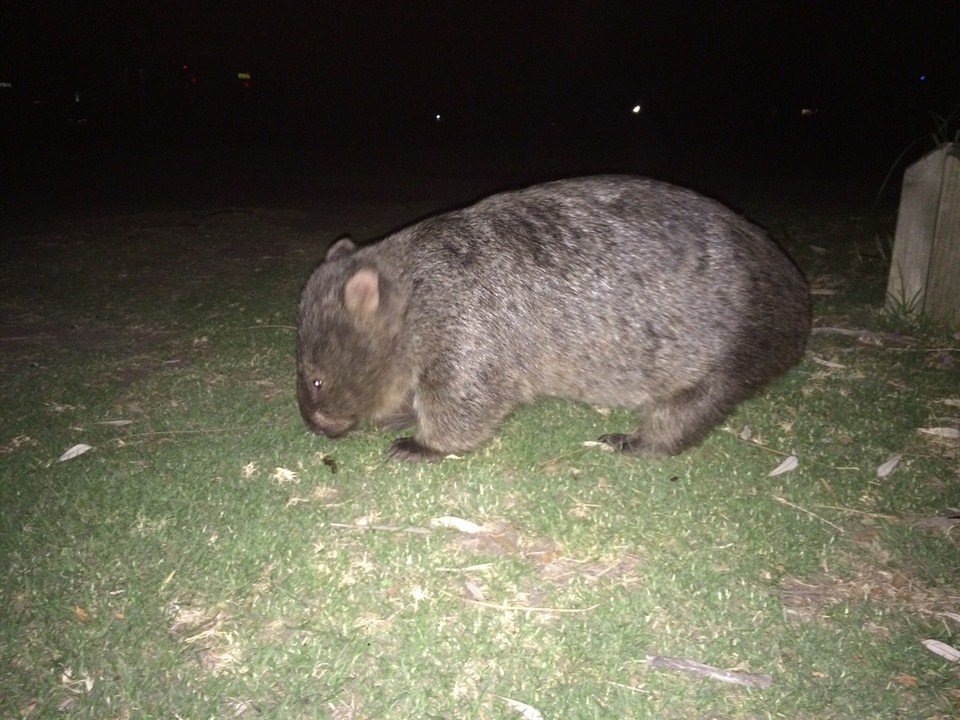 Australia - Tidal River - A local.  We discovered it when it grazed my leg!