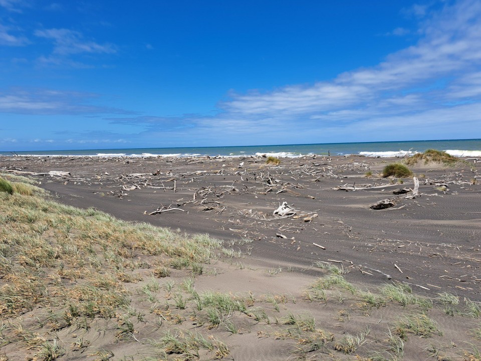 Neuseeland - Koitiata - Von den Flüssen wird viel Holz angeschwemmt