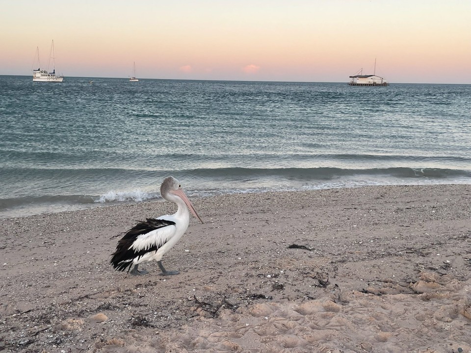 Australien - Monkey Mia - Zur Dämmerung sind wir dann an den Strand, wo uns zunächst ein Pelikan begrüßt hat.