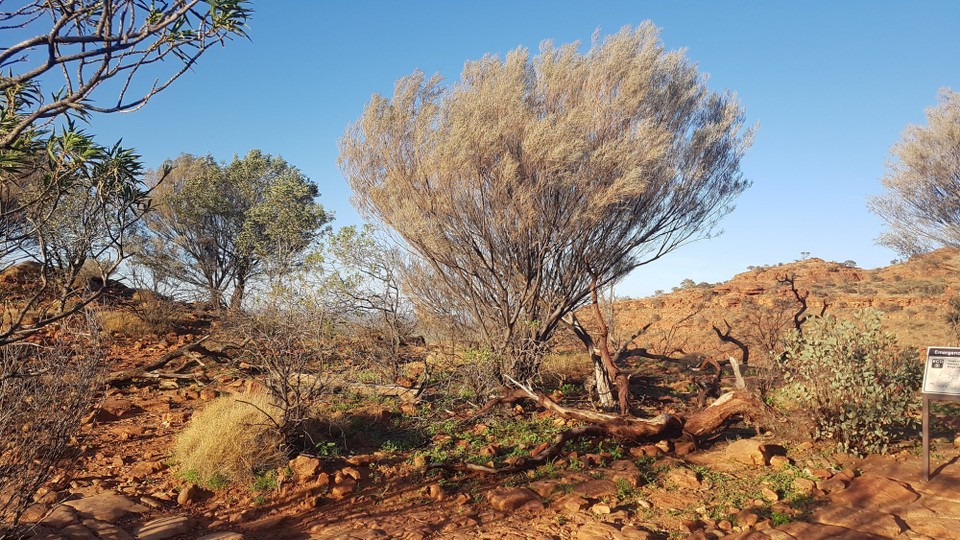 Australien - Petermann - Die Natur des Kings Canyon.