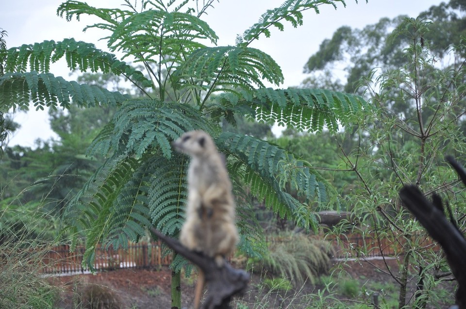 Australien - Noosa Heads - Erdmännchen duschen auch