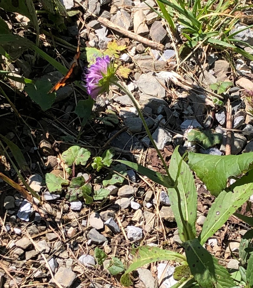 Deutschland - Oberstdorf - Wunderschöner Schmetterling auf Blume