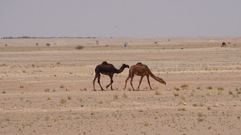 Oman -  - Da war wohl jemand zu lange in der Sonne 