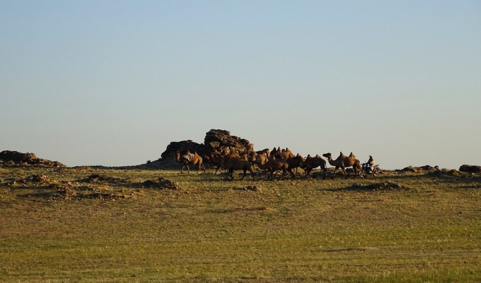 Mongolia - Ikh Nart - The Ger hotel's camels