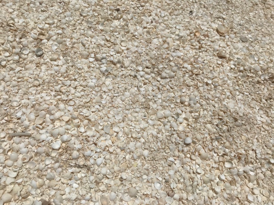 Australien - Denham - Winzige Muscheln