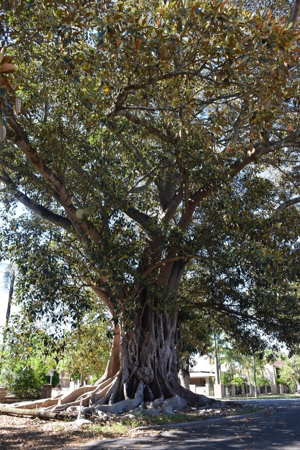 Australien - Yamba - Was für ein mächtiger Baum