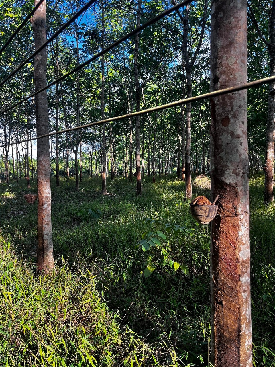 Thailand - Phanom - Walked past some sap trees
