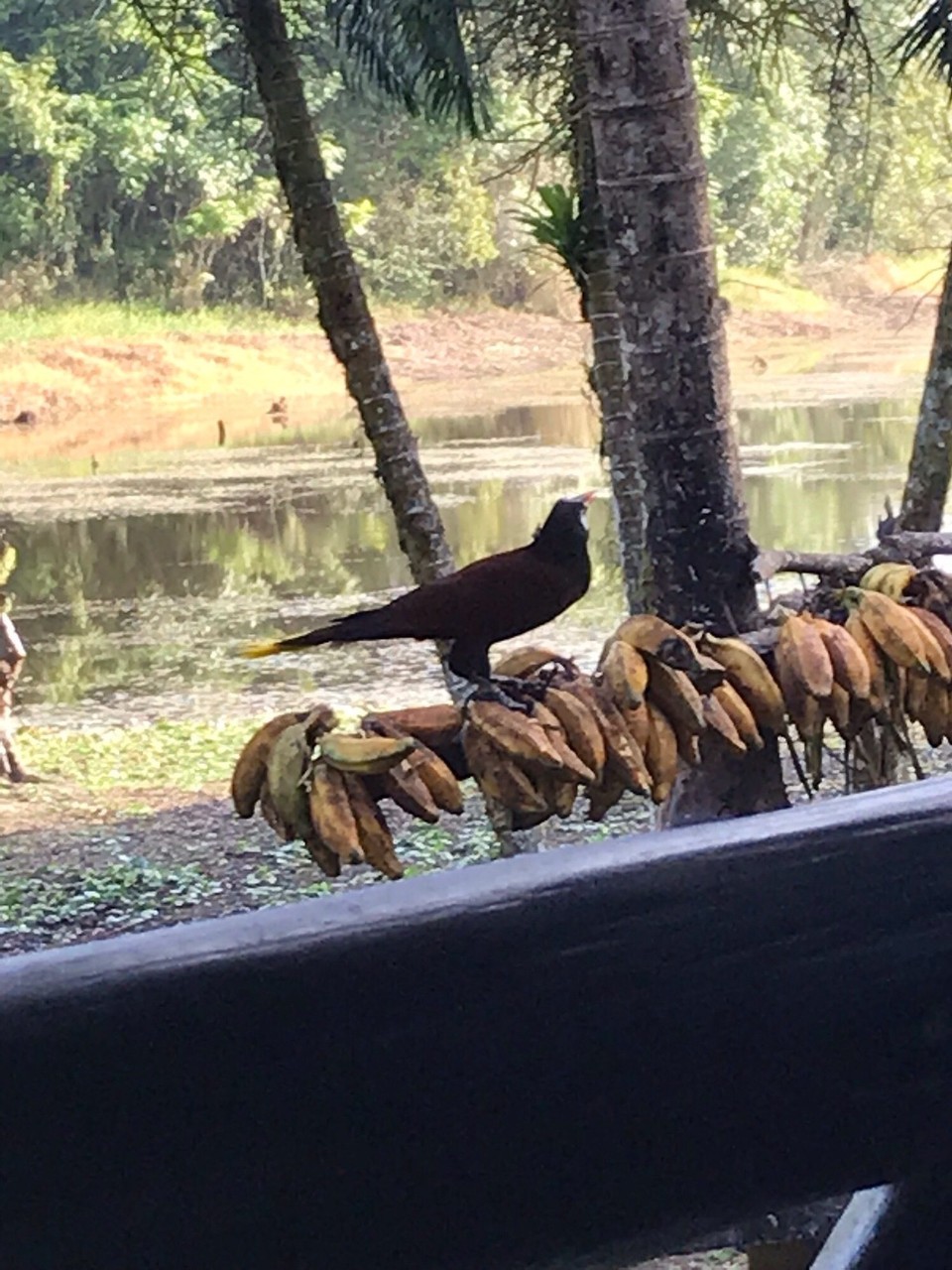 Costa Rica - San Carlos - 