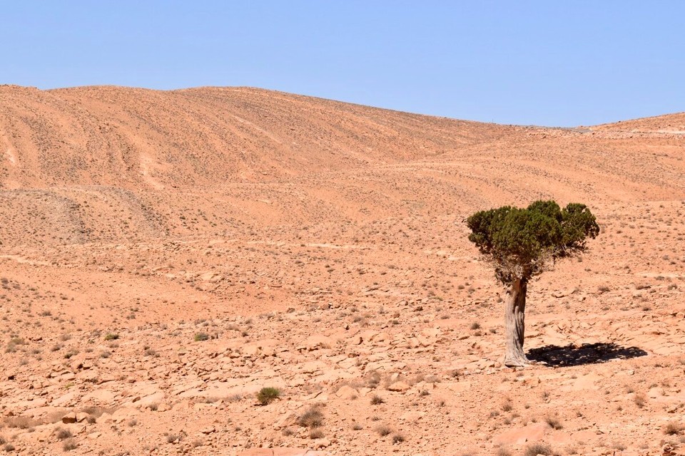Marokko - Tafraout - Ein einsamer Baum im Gebirge.