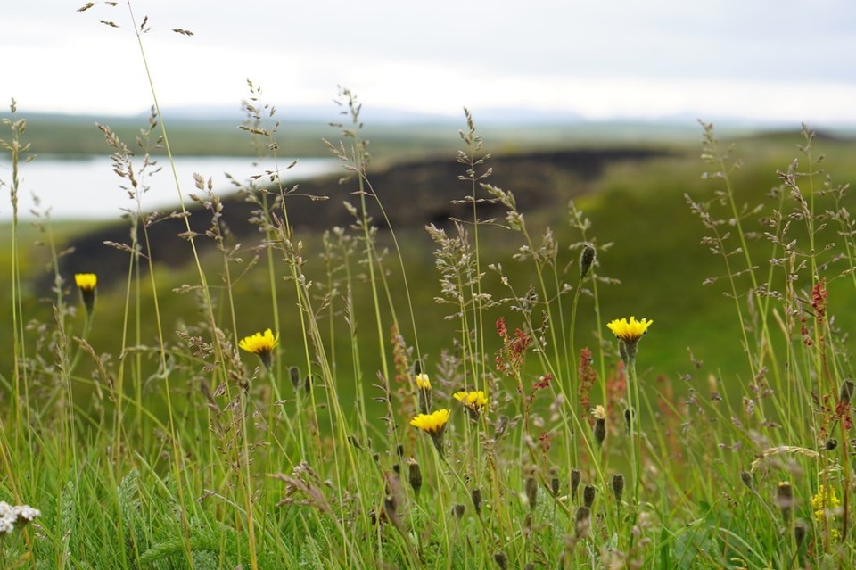 Island - Mývatn - 