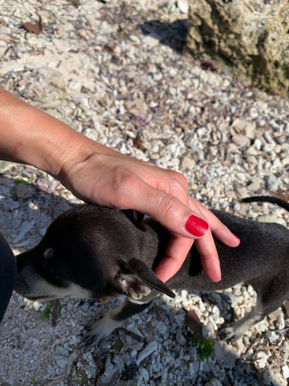 Philippinen - Panglao - Neugieriges Wuffi